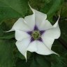 threnody26